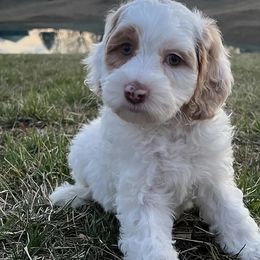 Australian Labradoodles from The Kindred Doodle Co.