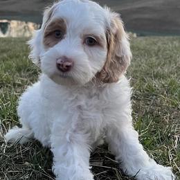 Australian Labradoodles from The Kindred Doodle Co.