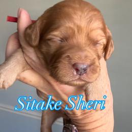 Sitake Sheri - Apricot female Cavapoo puppy in Centerville, Utah from Beehive Fur Friends