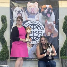 Boston Terrier and French Bulldog Puppies from LEBulldogs