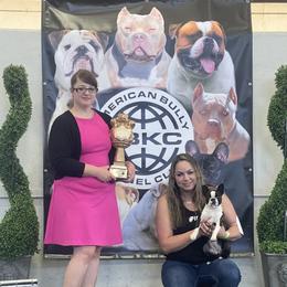 Boston Terrier and French Bulldog Puppies from LEBulldogs