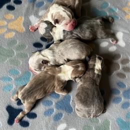 Boston Terrier puppies from Sugar Baby Bostons