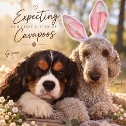 Cavapoo puppies from Blue Ridge Cavaliers