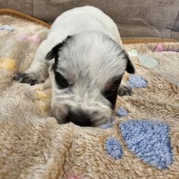 AKC CHAMPION BLOODLINE AUSTRALIAN CATTLE DOG PUPPY - BOY 3 - Blue male Australian Cattle Dog puppy in Cassatt, South Carolina from B & E Farms