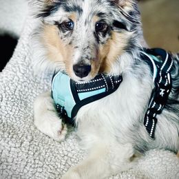 Shetland Sheepdog Puppies from Southern Charm Sheltie’s