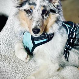 Shetland Sheepdog Puppies from Southern Charm Sheltie’s