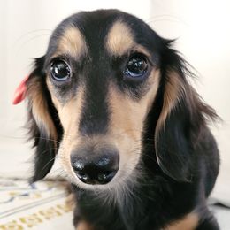 Dachshunds from Freerange Doxie's