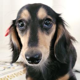 Dachshunds from Freerange Doxie's