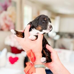 Serena-Pokémon Character - Tri-color female Bernedoodle puppy in Ontario, California from Teddy Doodles & Standard Poodles