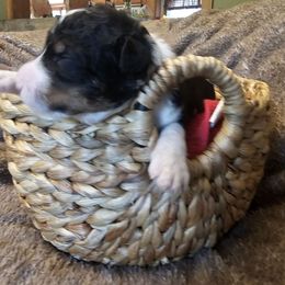 Bandit - Tri-color male Bernedoodle puppy in Candia, New Hampshire from Joyful Pastures Homestead