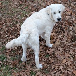 Golden Retriever puppies from Edge Farm LLC