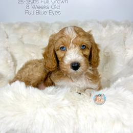 Kylie - Golden female Double Doodle puppy in Southwest Ranches, Florida from Dandy Doodle Ranch