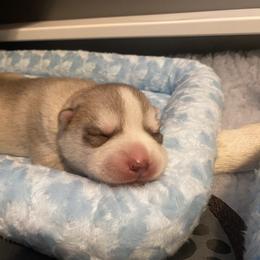 Siberian Husky Puppies from Velox Siberians