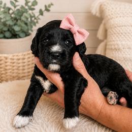 Grace - Black female Goldendoodle puppy in Portland, Tennessee from Happy_Tails_by_TJ