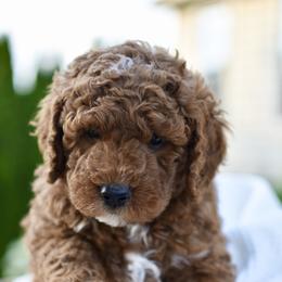 Quinn - Apricot male Goldendoodle puppy in Berlin, Ohio from Doodle Babys