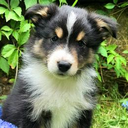 Miniature Australian Shepherds and Toy Australian Shepherds from Ashby Lou Aussies