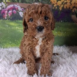 Taffy F1b - Red female Cavapoo puppy in Centerton, Arkansas from Velvet Paws Cavapoos