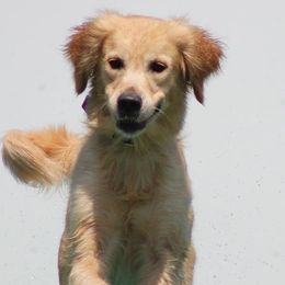 Golden Retrievers from Oceans Breeze Golden Retrievers