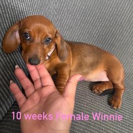 Winnie - Red female Dachshund puppy in Tampa, Florida from M&M Pups