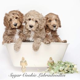 Australian Labradoodle Puppies from Sugar Cookie Australian Labradoodles