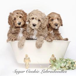 Australian Labradoodle Puppies from Sugar Cookie Australian Labradoodles