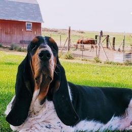 Basset Hounds from Blue Mountain Bassets
