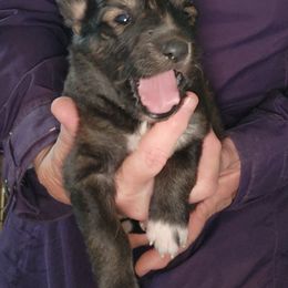 Girl 4 - Native American Indian Dog puppy in California from Night Eyes NAIDs