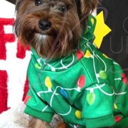 Dachshunds, Shorkies, and Yorkshire Terriers from Once Upon a Puppy