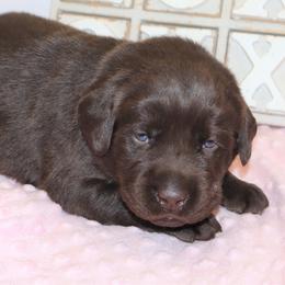 Joy - Chocolate female Labrador Retriever puppy in Camden, Indiana from Camden's Caring Canines