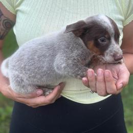 Colt - Blue male Australian Cattle Dog puppy in Timpson, Texas from Double S Kennel
