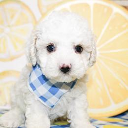 Arlo - Cream male Poodle puppy in Hugo, Oklahoma from Ann R.