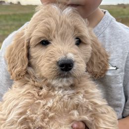 Boy 4 - male Goldendoodle puppy in Pasco, Washington from Elm Road Farms