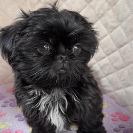Kyrie - Black and white male Shih Tzu puppy in Orange, California from Shih Tzu Hauz