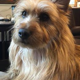 Australian Terriers from Breakaway Australian Terriers