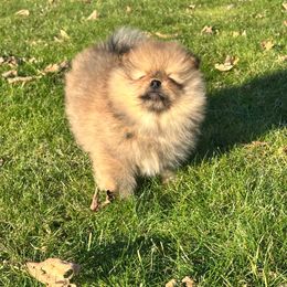 Peanut - Orange sable male Pomeranian puppy in Waterloo, Indiana from Garcias Pomeranian