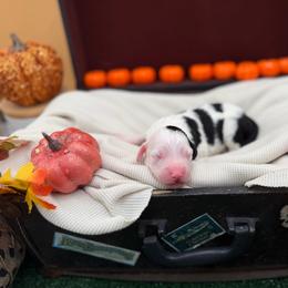 Holly - Black and white female Sheepadoodle puppy in Willacoochee, Georgia from Kitandkboodle's Doodles
