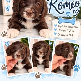 Romeo - Teal Blue - Brown and white male Bernedoodle puppy in Winfield, Alabama from Rose Lane Doodles