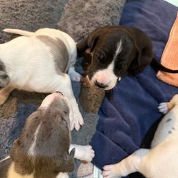 Arrow - Mantle male Great Dane puppy in Centennial, Colorado from Vanmar Great Danes of Colorado