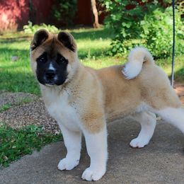 Akita Puppies from Akitas by Denali
