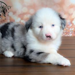 Faith - Blue merle female Australian Shepherd puppy in Fultonville, New York from Sandy Aussies & Pomeranians