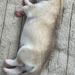 Girl 3 - Bronze - Sable and white female Siberian Husky puppy in Independence, Wisconsin from Hito's Huskies