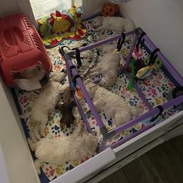 Poodle Puppies from Savicah Poodles