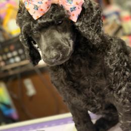 Girl 4 - Black female Poodle puppy in Upper Marlboro, Maryland from CURLS KENNEL
