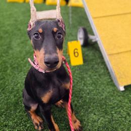 Jasmine Harrison - Black and rust female Doberman Pinscher puppy in Houston, Texas from Tycho's Dobermans
