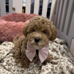 Maltipoo Puppies from Awwws-n-Pawws