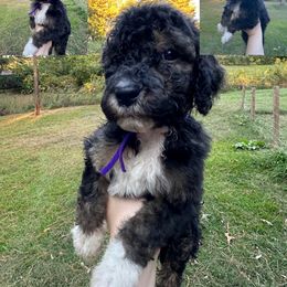 Girl 3 - Phantom Poodle puppy in Cullman, Alabama from Southern Tide Poodles & Doodles