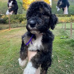 Girl 3 - Phantom Poodle puppy in Cullman, Alabama from Southern Tide Poodles & Doodles