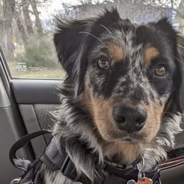 Australian Shepherds from Old South Aussies