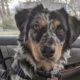 Australian Shepherds from Old South Aussies