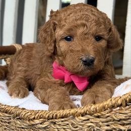 Faith - pink collar - Red  female Goldendoodle puppy in Yuciapa, California from AlltheDoodlez_